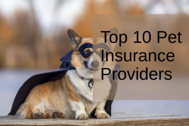 Pet Insurance Landscape in Boston