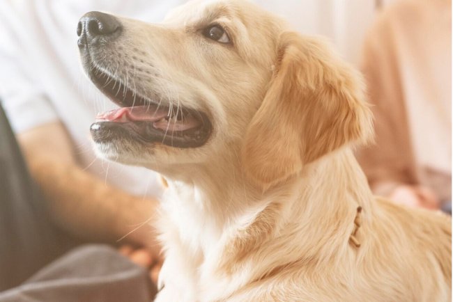 Top 10 Pet Insurance Providers in Jacksonville