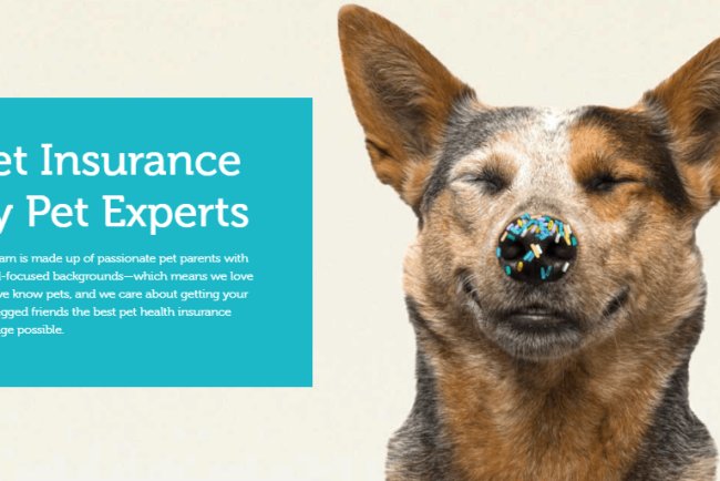 Top 10 Pet Insurance Providers in Dallas