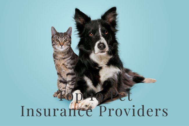 Top 10 Pet Insurance Providers in Indianapolis