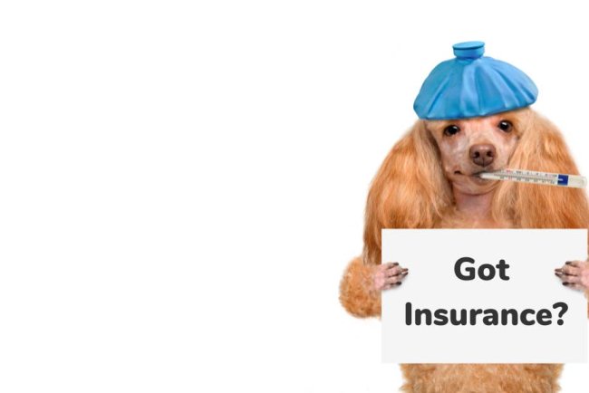 Top 10 Pet Insurance Providers in Philadelphia