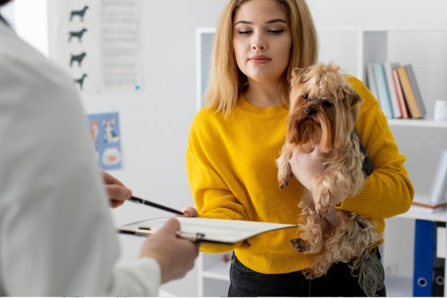 Top 10 Pet Insurance Providers in San Diego