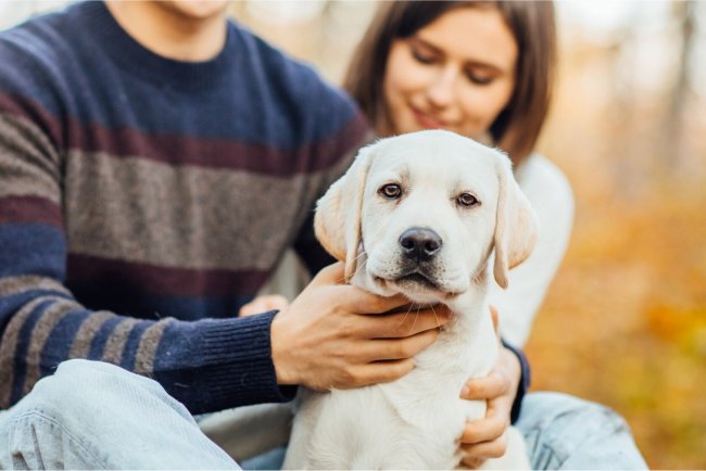 Benefits of Petplan Insurance