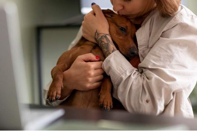 Supervet on Choosing Pet Insurance Expert Guidance for Pet Owners