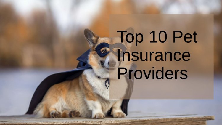 Pet Insurance Landscape in Boston