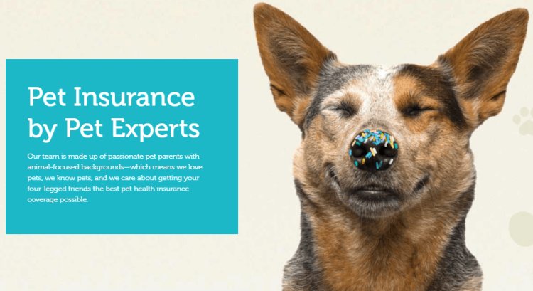 Top 10 Pet Insurance Providers in San Jose