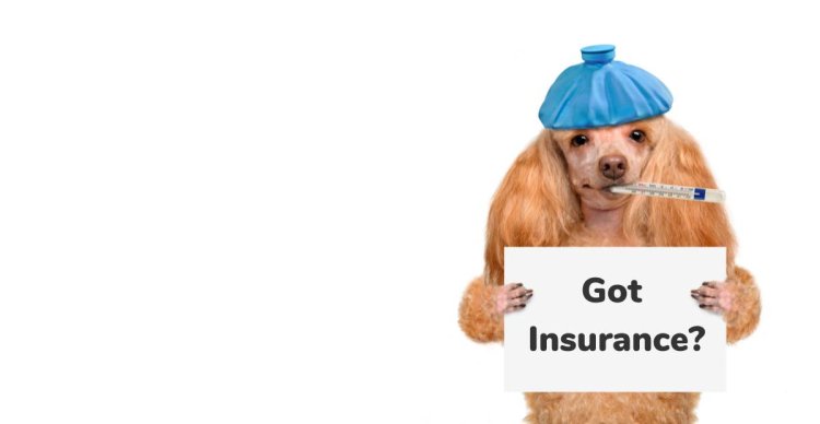 Top 10 Pet Insurance Providers in Philadelphia