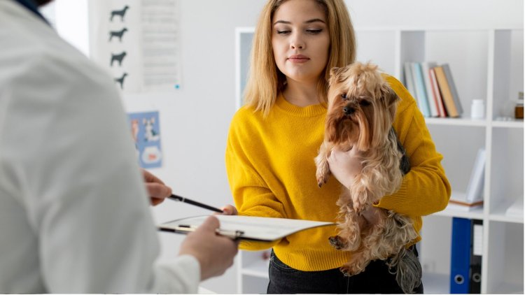 Top 10 Pet Insurance Providers in San Diego