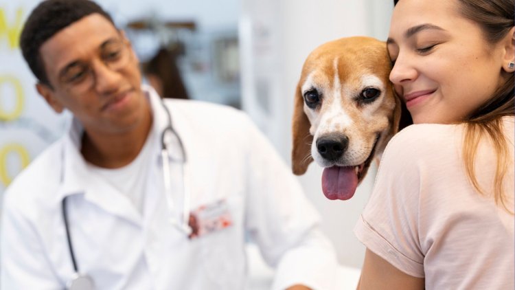 Top 10 Pet Insurance Providers in Los Angeles