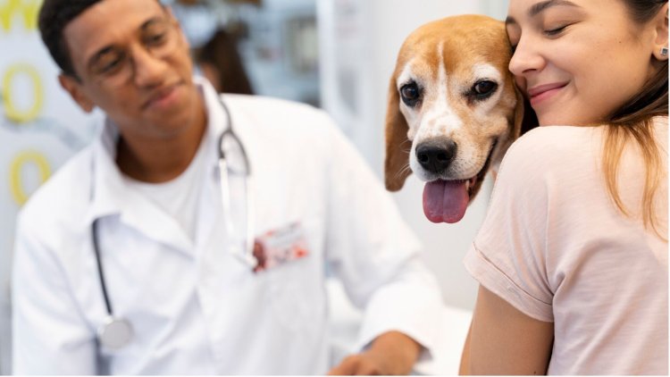 Top 10 Pet Insurance Providers in Houston