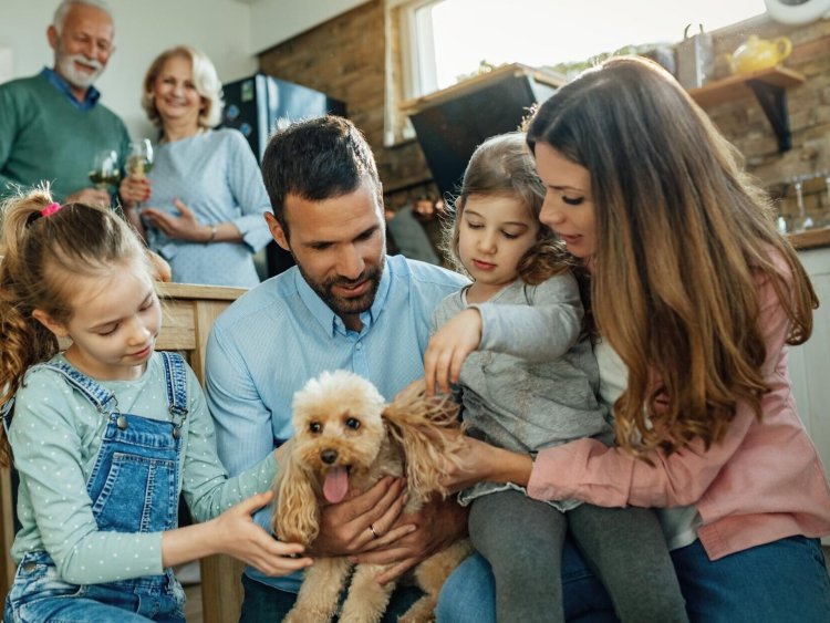 Top 10 Pet Insurance Providers in Jacksonville