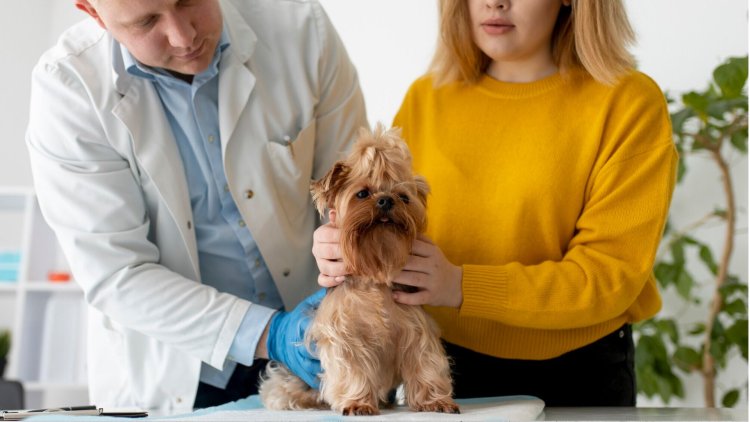 Top 10 Pet Insurance Providers in San Diego