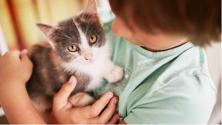 PetPlan Can Pay Your Vet Directly